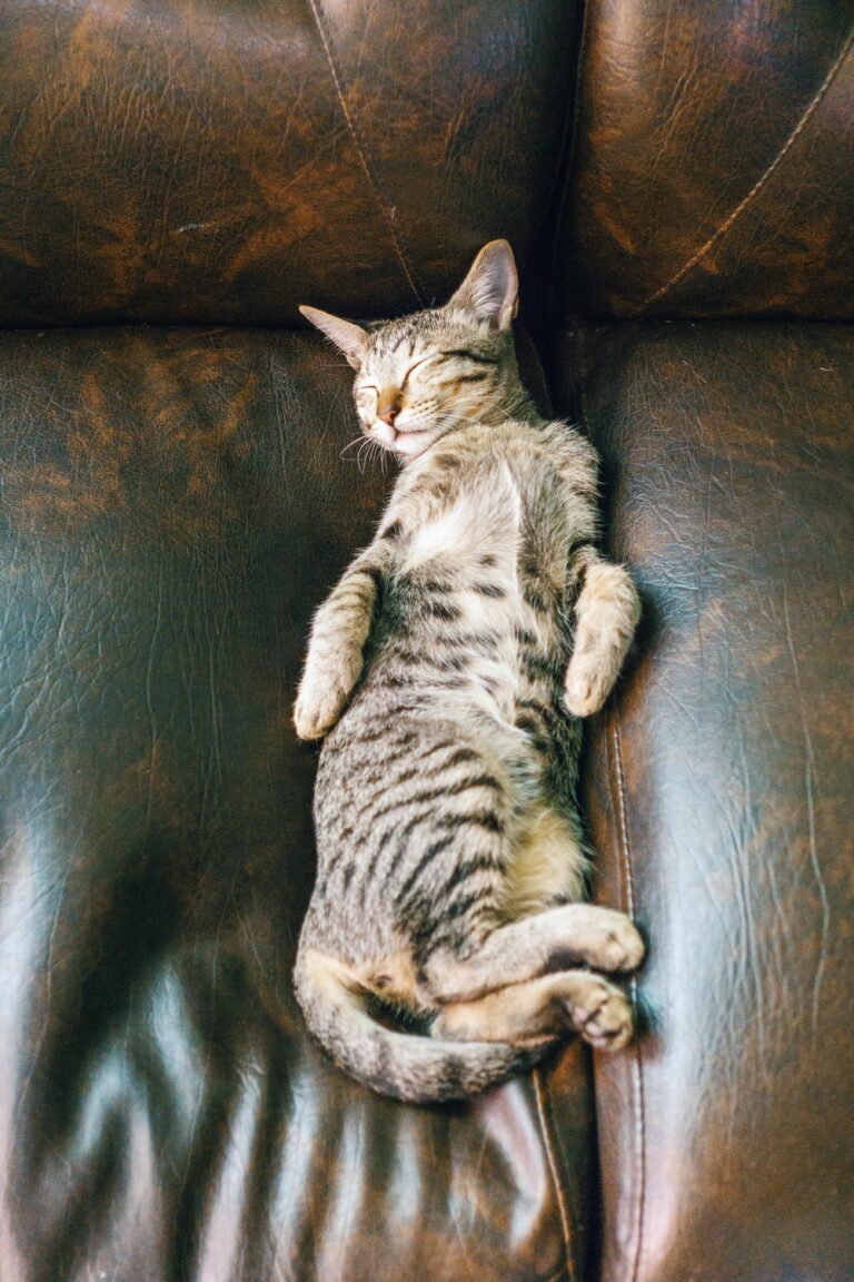 Gato largado em sofá de couro